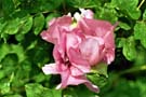 Rosa Schönheit; pink beauty